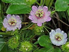 Passiflora Foetida