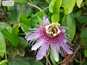 Flores de la selva