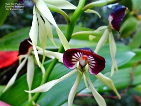 Prosthechea cochleata