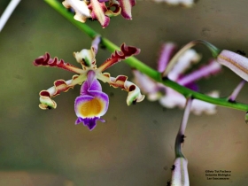 Schomburgkia tibicinis