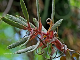 Flores de la selva