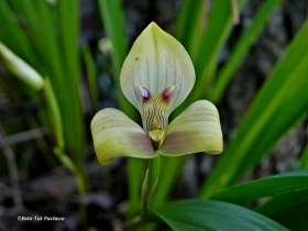 Flores de la selva