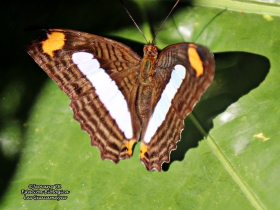 Adelpha iphicleola