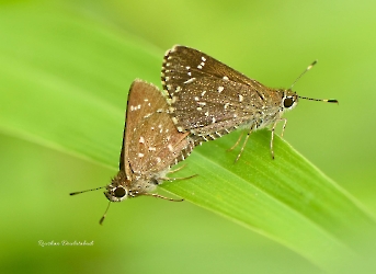 Insectos