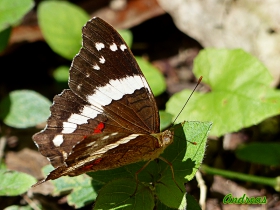 Anartia fatima