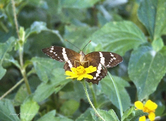 Anartia fatima