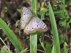 Anartia Jatrofhae