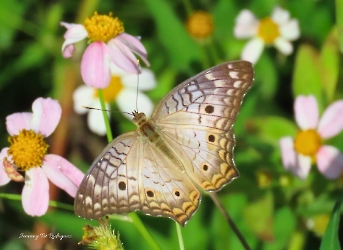 Anartia jatrophae
