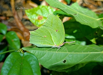 Anteos maerula