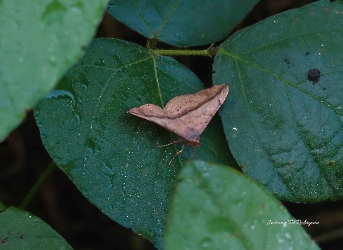 Anticarsia gemmatalis