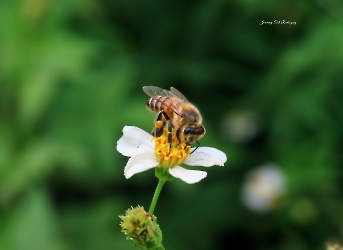 Apis mellifera