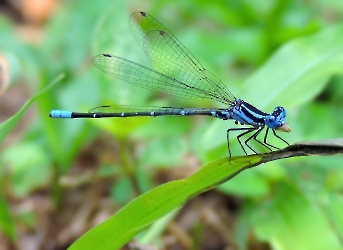 Argia gaumeri