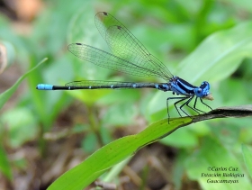 Argia sedula