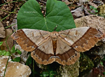 Arsenura armida