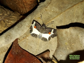 Atarnes sallei-Orange- spotted skipper