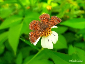 Bright Scintillant-Calephelis sp