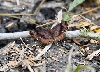 Insectos