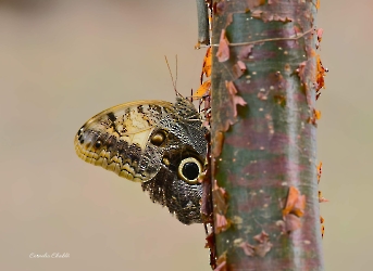 Caligo telamonius