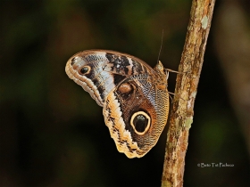 Caligo uranus