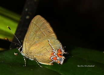 Calycopis isobeon