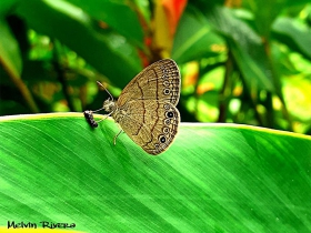 Carolina Satyr-Hermeuptychia sosybius