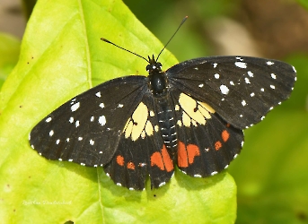 Chlosyne erodyle