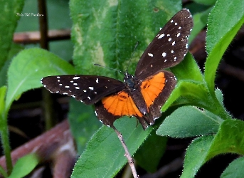 Chlosyne lacinia lacinia