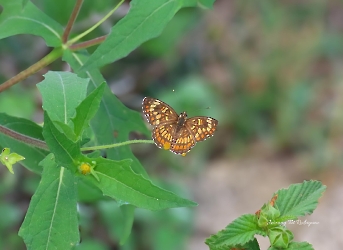 Chlosyne theona