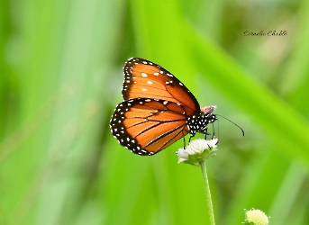 Danaus gilippus