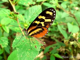 Disturbed Tigerwing-Mechanitis polymnia