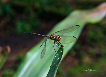 Dythemis sterilis