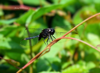 Erythemis attala