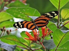 heliconius ismenius