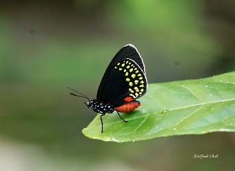 Eumaeus toxea