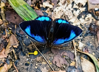 Eunica alcmena