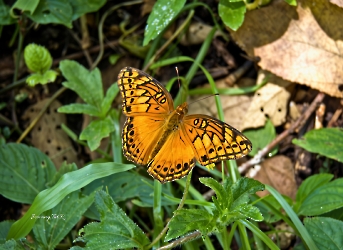 Euptoieta hegesia