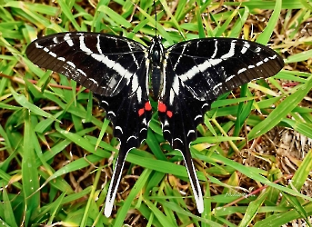 Insectos