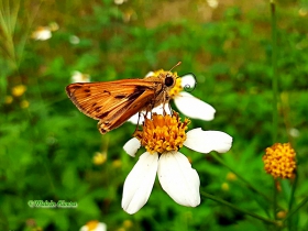 Fairy Skipper-Hylephila phyleus