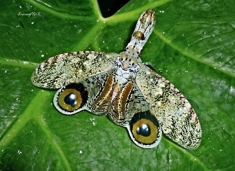 Fulgora laternaria