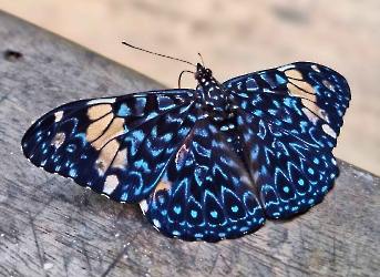 Hamadryas amphinome