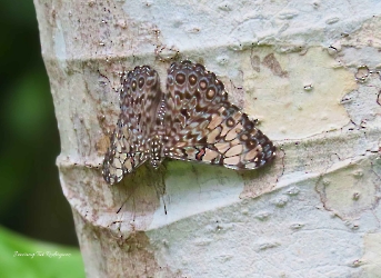 Hamadryas feronia