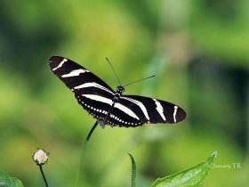 Heliconius charithonia