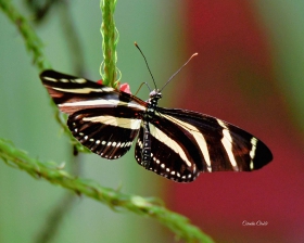 Heliconius charithonia