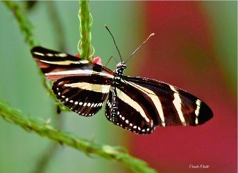 Insectos