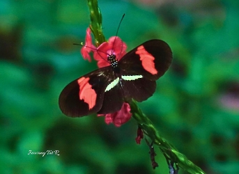 Heliconius erato