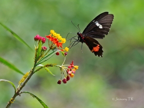 Heliconius hortense