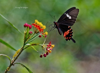 Heliconius hortense