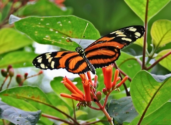 Heliconius ismenius