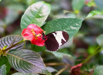 Heliconius sapho