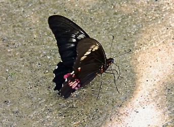 Heraclides anchisiades